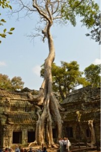 Cambodia, Ta Prohm Temple
